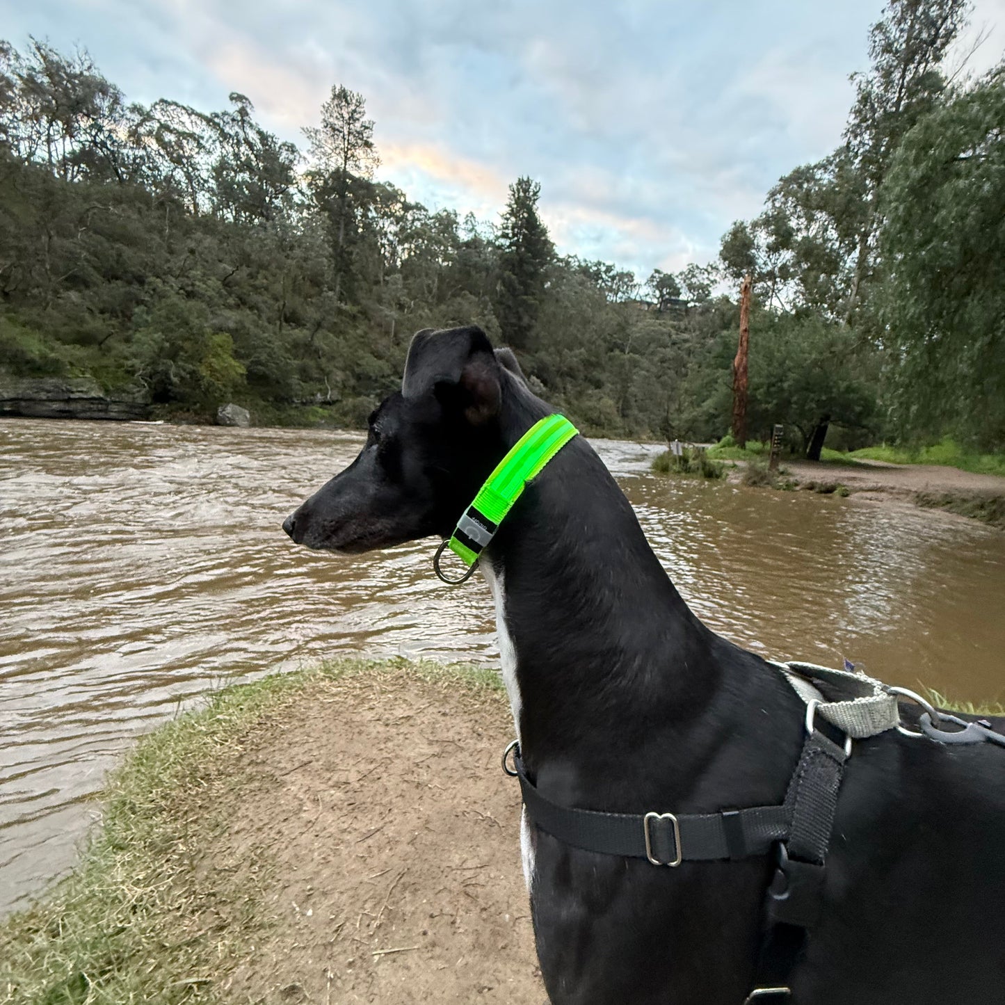 Rechargeable Light Up Dog Collar