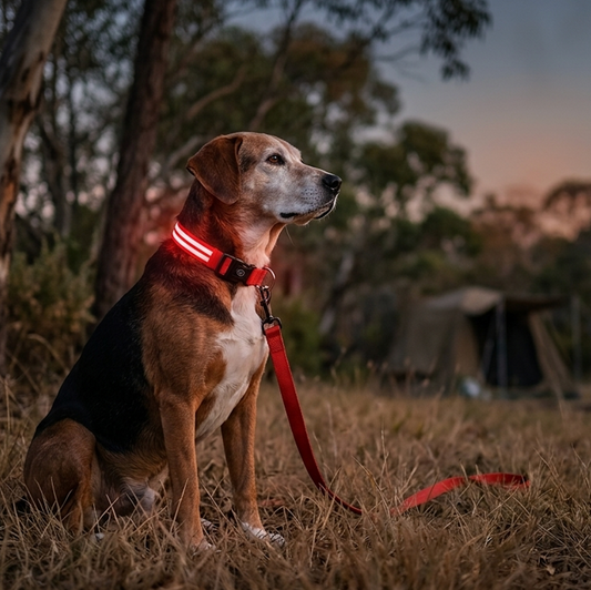 Rechargeable Light Up Dog Collar